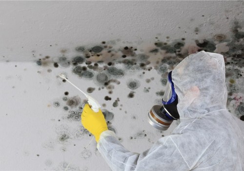 Why Mold Removal Is Non-Negotiable In Toms River, NJ, Before House Cleaning Services